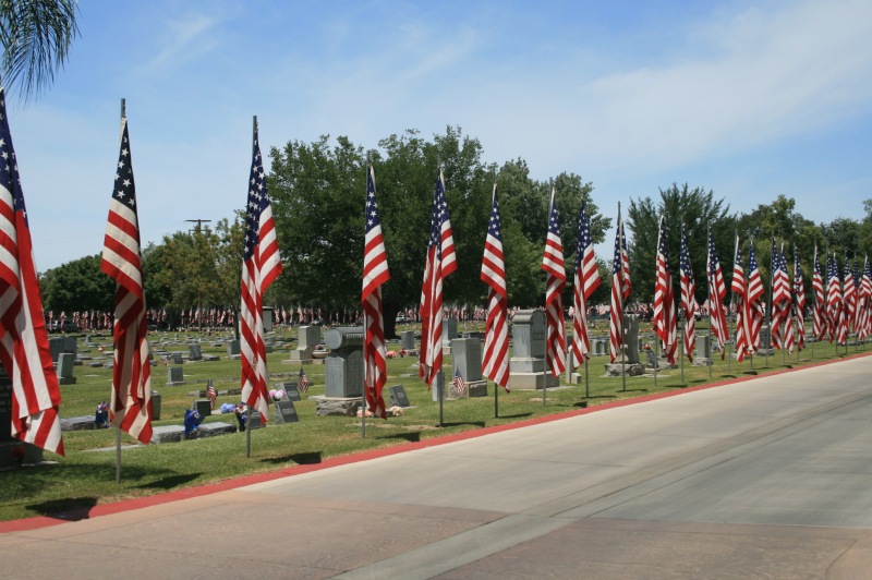 Veterans day usa poppies